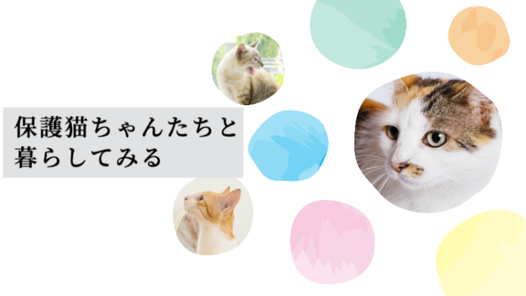 カワイイがいっぱい！ワンダーランド